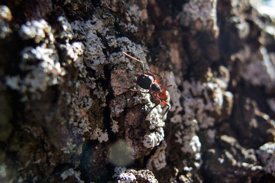 Fotografía Macro de hormiga