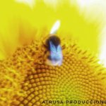 Fotografía macro abeja en girasol