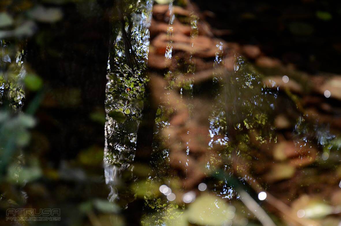 Fotografía reflejos árboles en agua