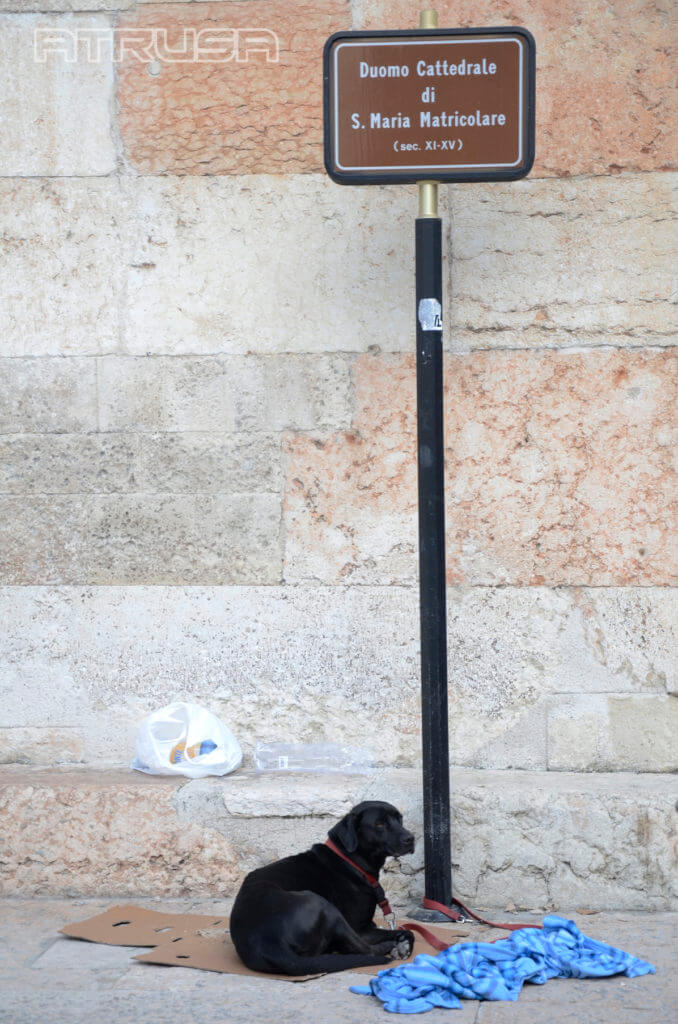 Fotografía Señal con perro en Verona