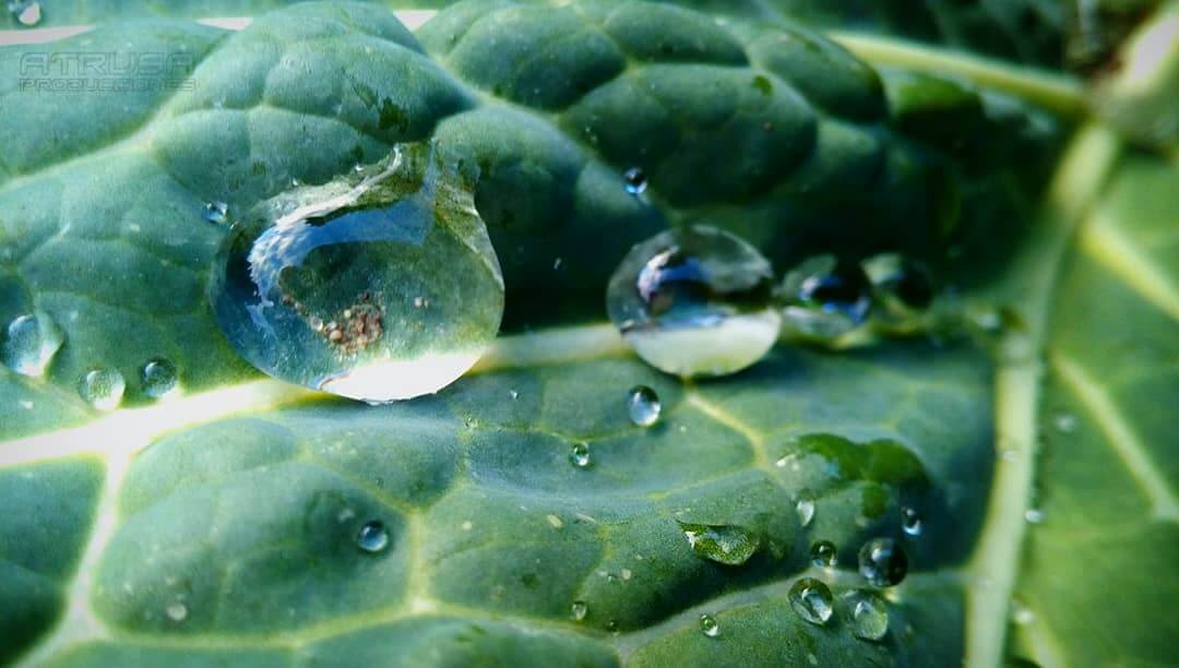 Fotografía gotas de agua sobre hoja verde