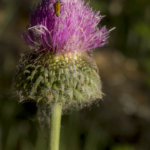 Fotografía naturaleza: insecto sobre flor de cardo