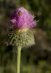 Fotografía naturaleza: insecto sobre flor de cardo