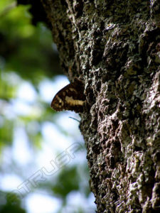 Fotografía Detalle mariposa sobre árbol