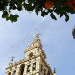 Fotografía Giralda de Sevilla con naranjo