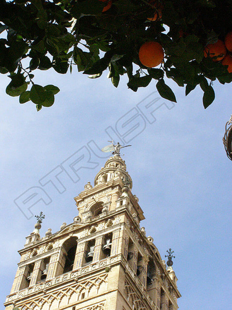 Fotografía Giralda de Sevilla con naranjo
