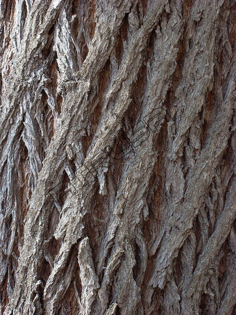 Fotografía Texturas corteza de árbol